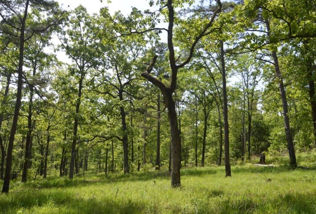 mccurtain county wilderness area