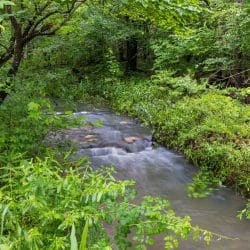 Creek flowing over rocks through green woods